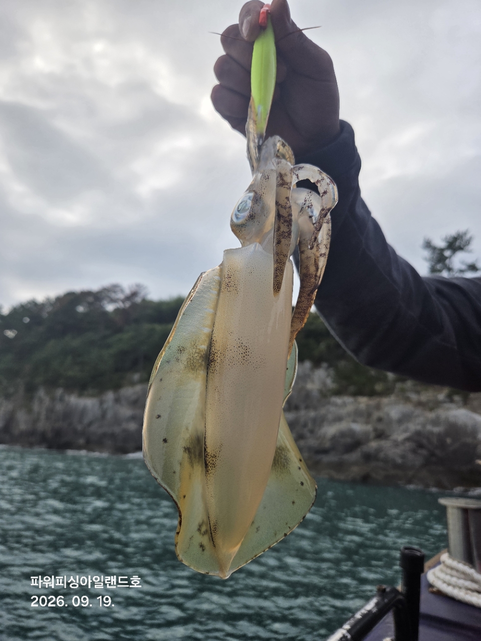 9월 19일 통영 무늬오징어 선상낚시 조황 현장 사진 7