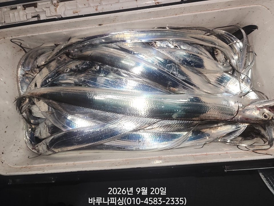 9월 19일 갈치 선상낚시 조황 현장 사진 7