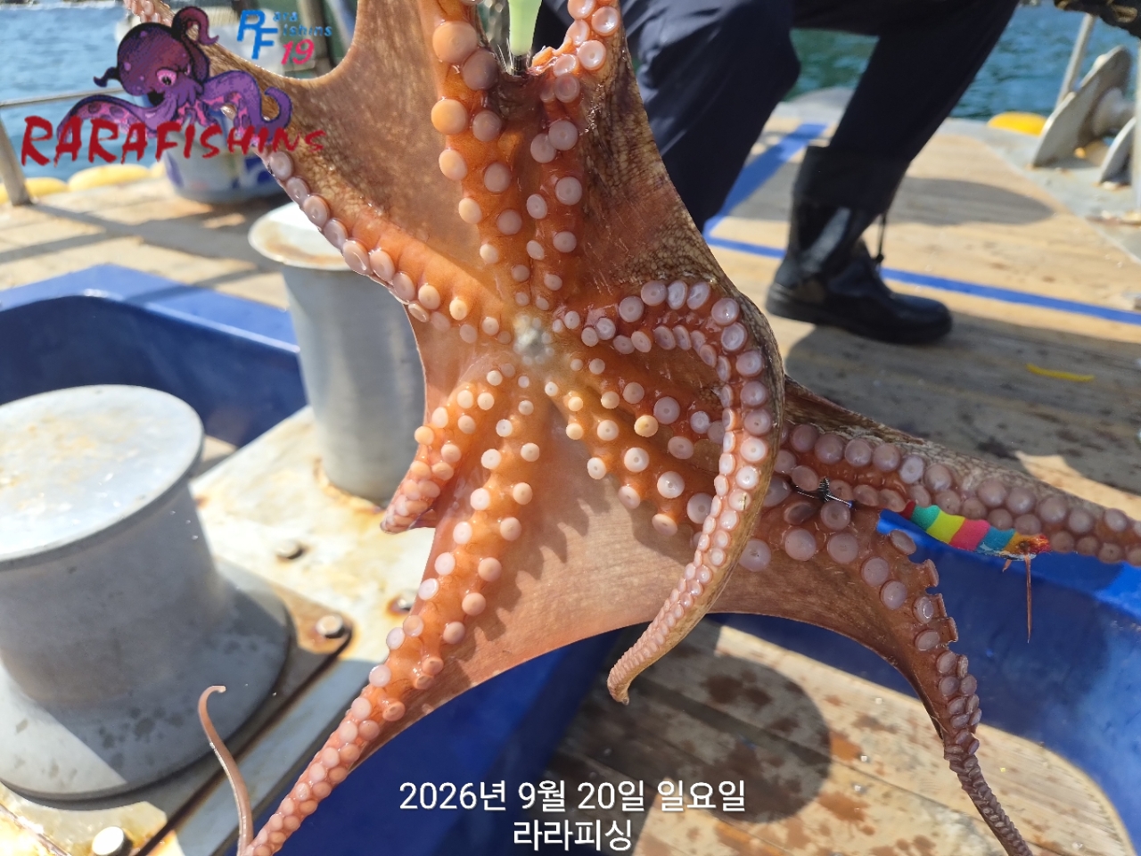 9월 20일 진해 문어 선상낚시 조황 현장 사진 6