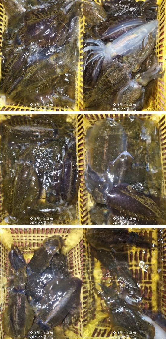 9월 20일 무늬오징어 선상낚시 조황 현장 사진 2
