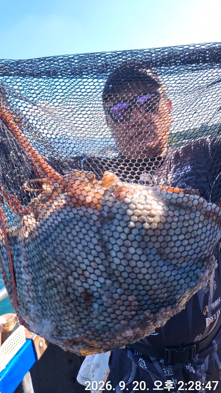 9월 20일 문어 선상낚시 조황 현장 사진 11