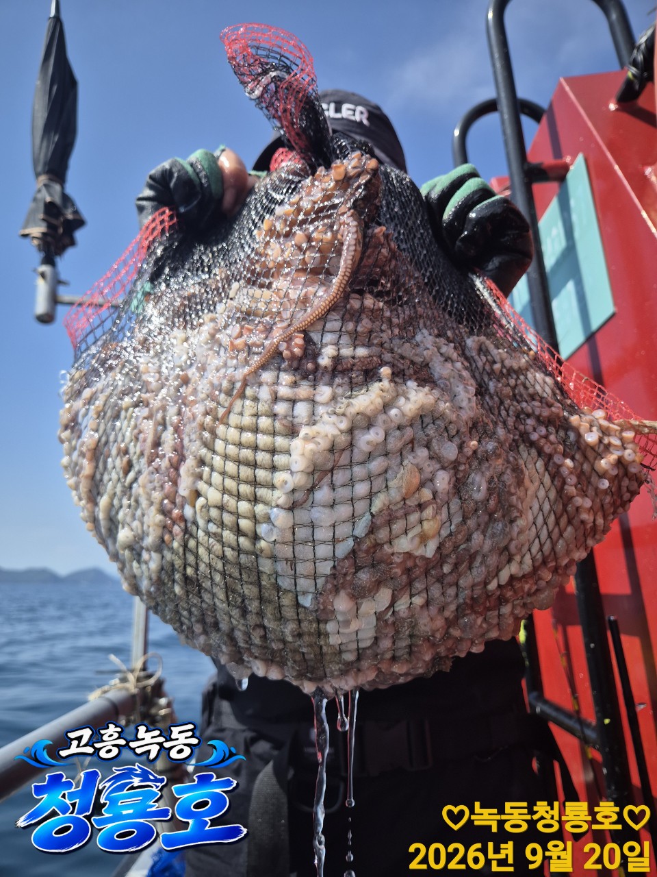 9월 20일 문어 선상낚시 조황 현장 사진 4