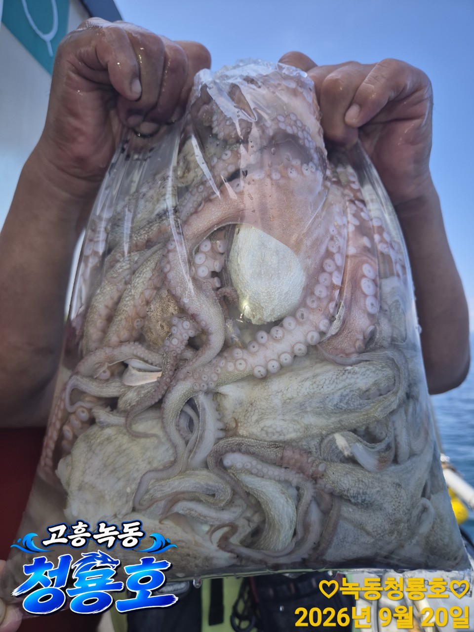 9월 20일 문어 선상낚시 조황 현장 사진 13