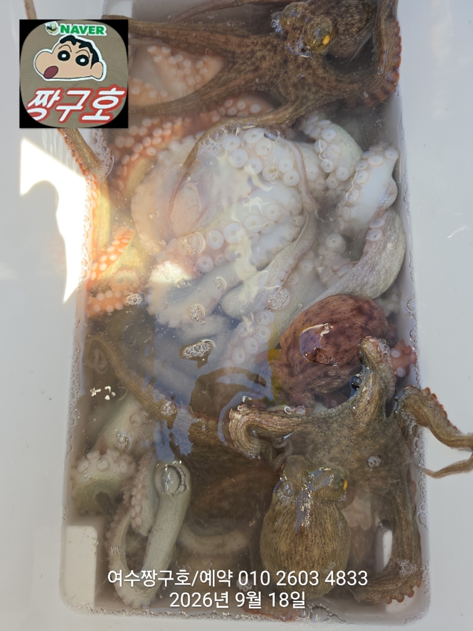 9월 18일 여수 문어 선상낚시 조황 현장 사진 33