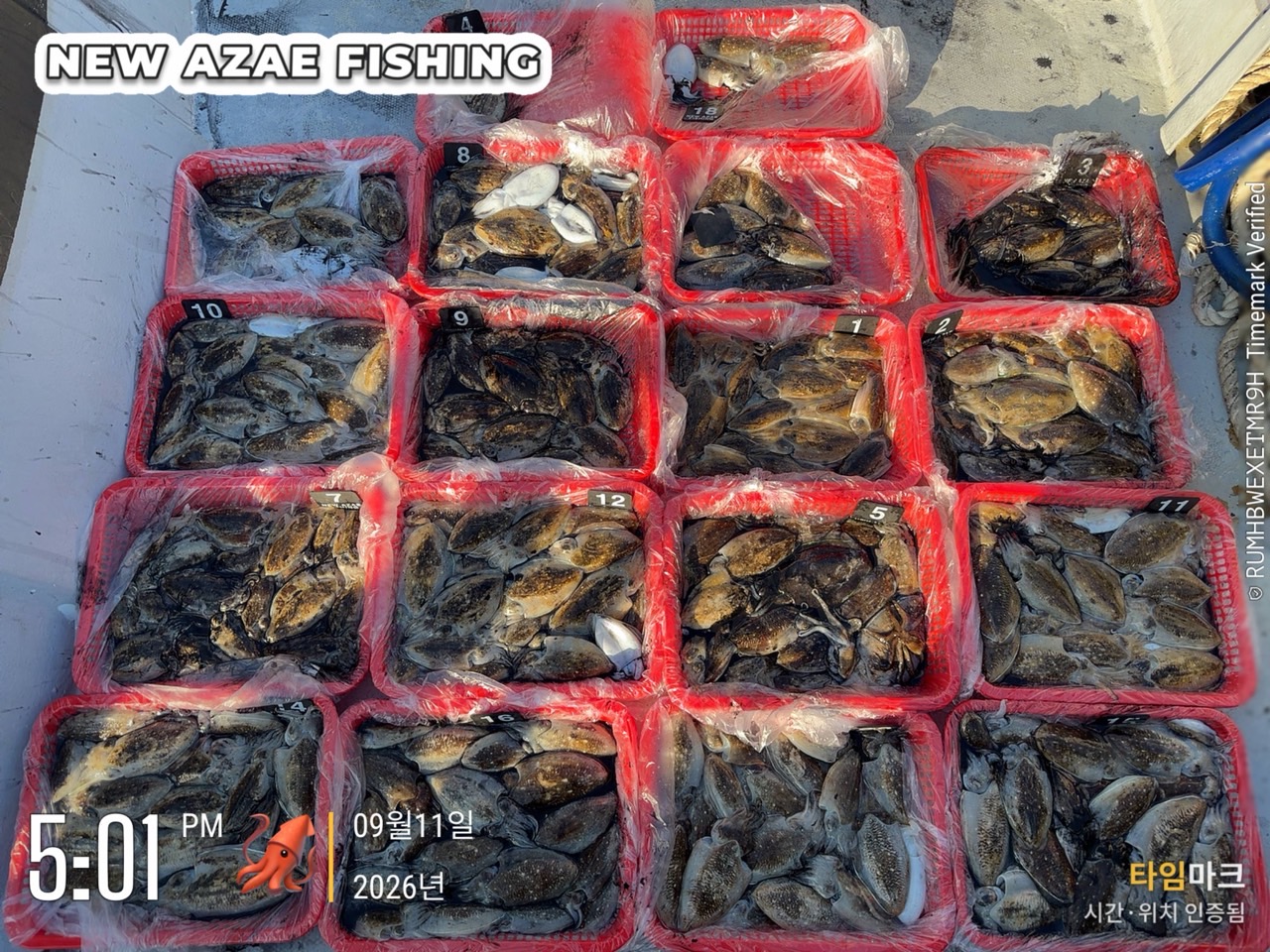 9월 20일 갑오징어 선상낚시 조황 현장 사진 5