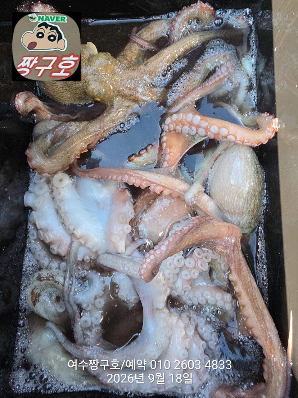 9월 18일 여수 문어 선상낚시 조황 현장 사진 28