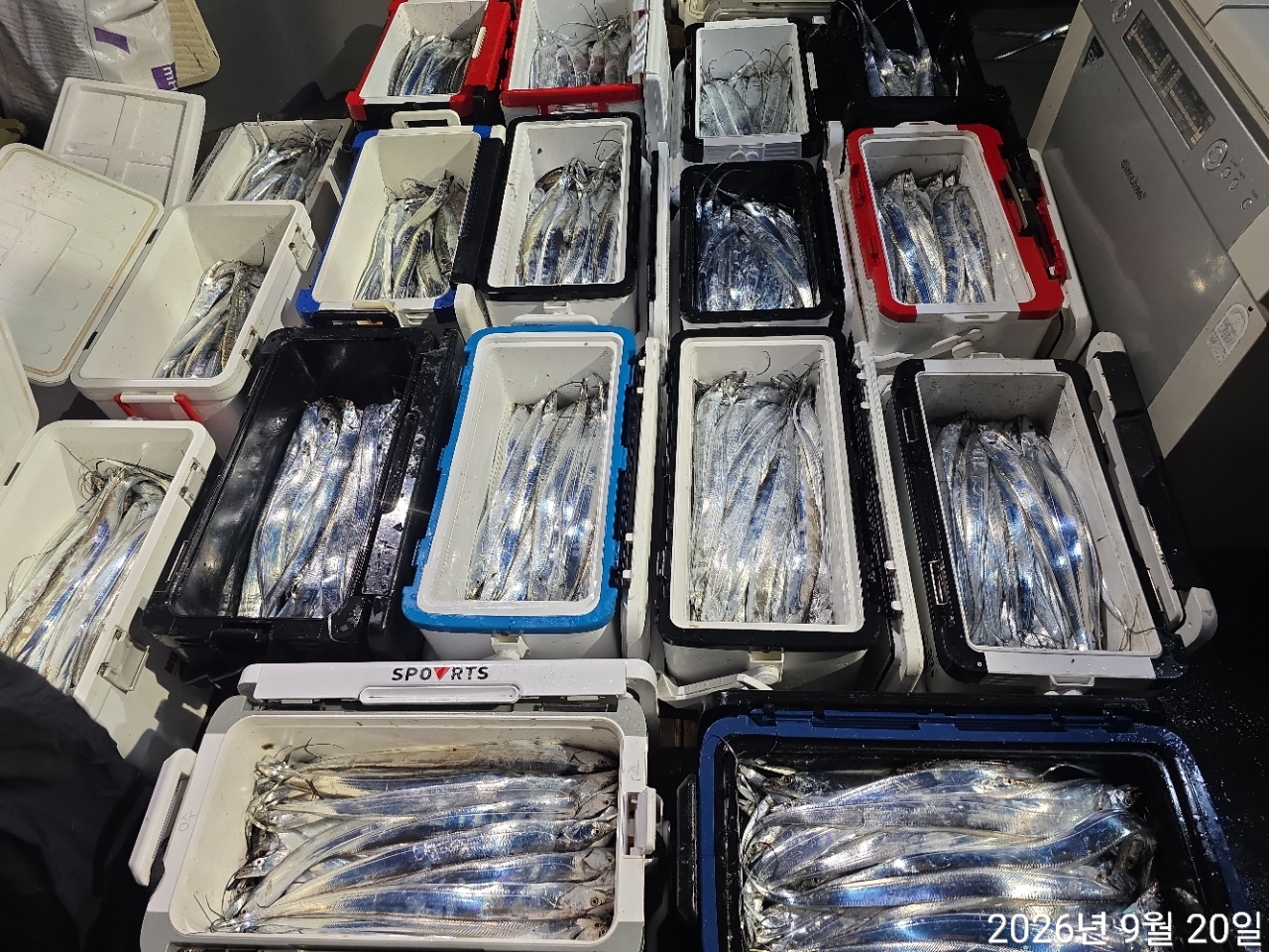 9월 19일 남해 무늬오징어 선상낚시 조황 현장 사진 33