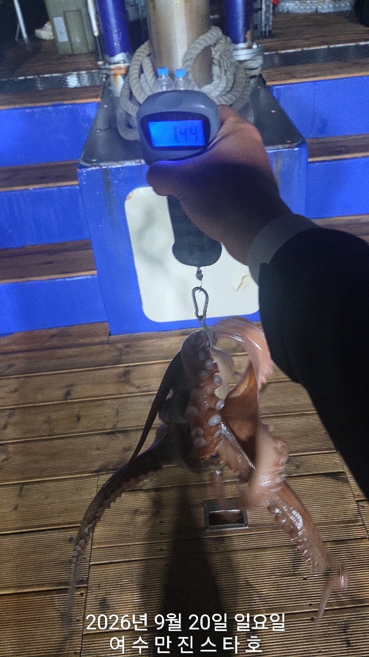 9월 20일 여수 문어 선상낚시 조황 현장 사진 7
