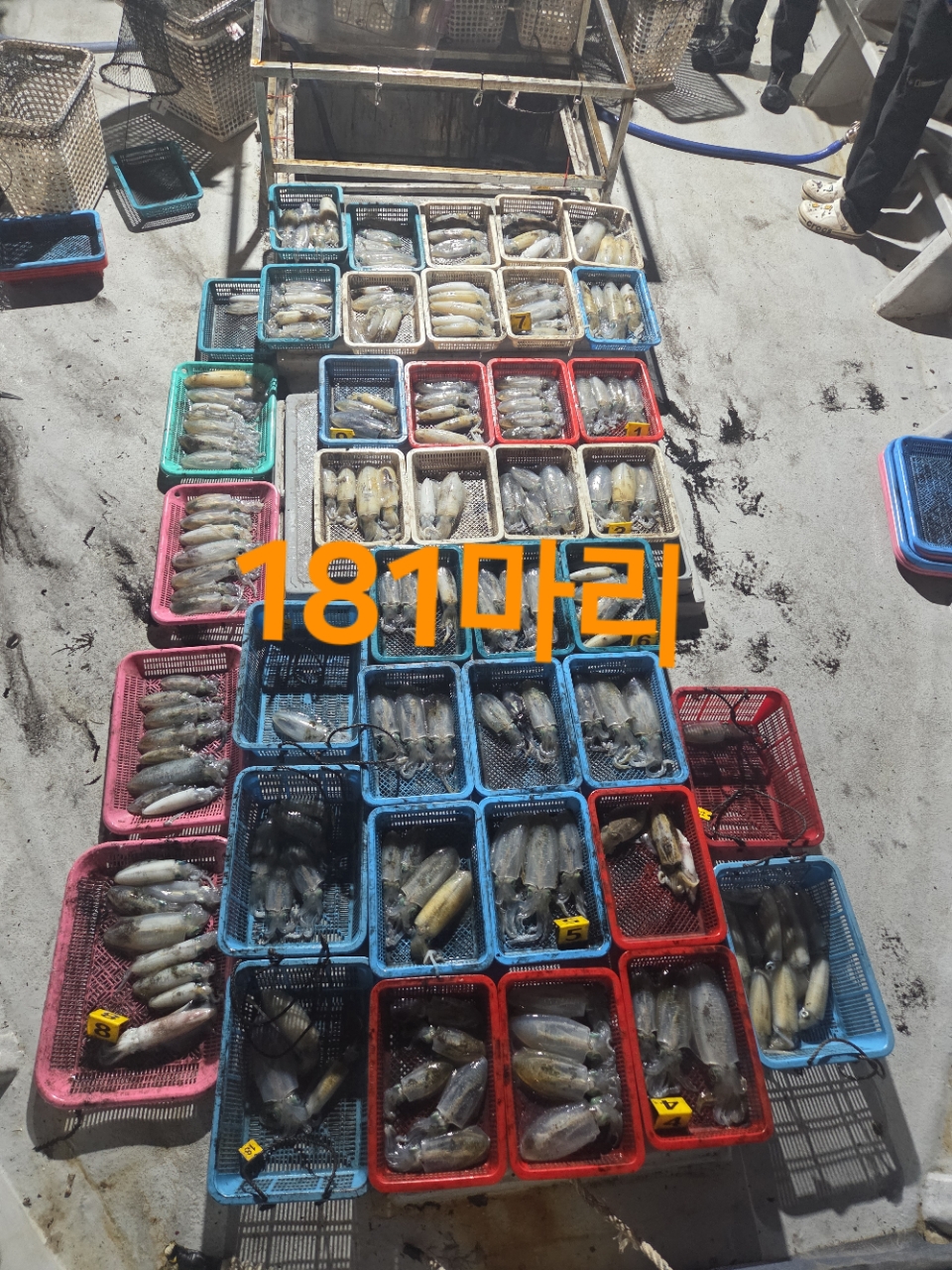 9월 19일 통영 무늬오징어 선상낚시 조황 현장 사진 1
