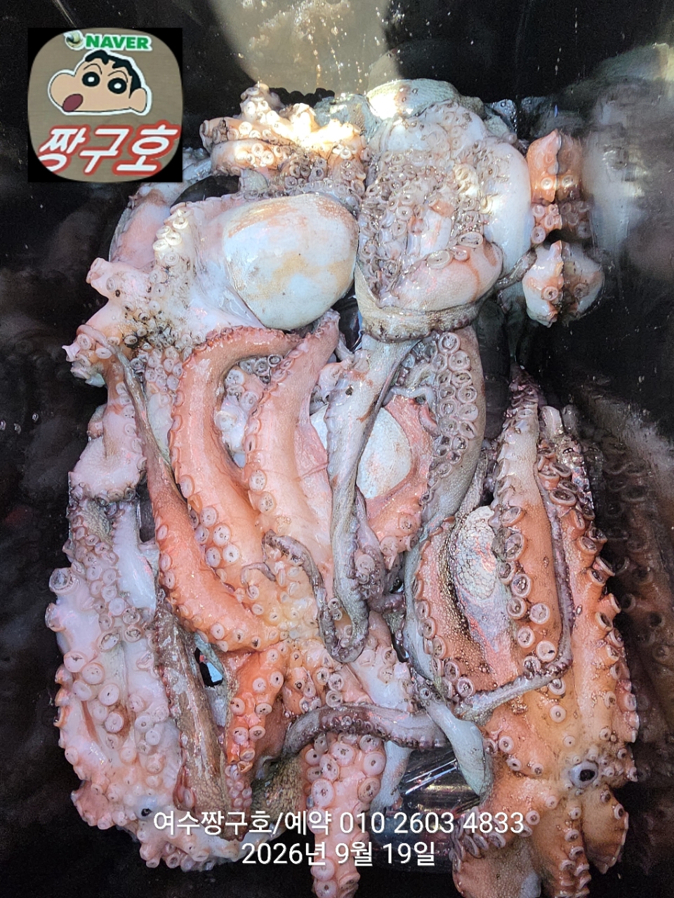 9월 19일 여수 문어 선상낚시 조황 현장 사진 27