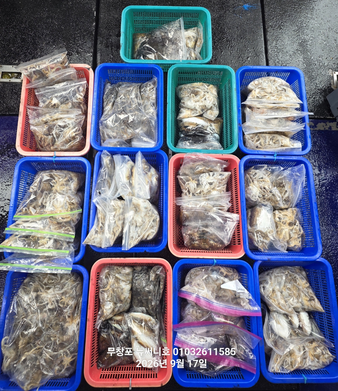9월 20일 갑오징어 선상낚시 조황 현장 사진 4