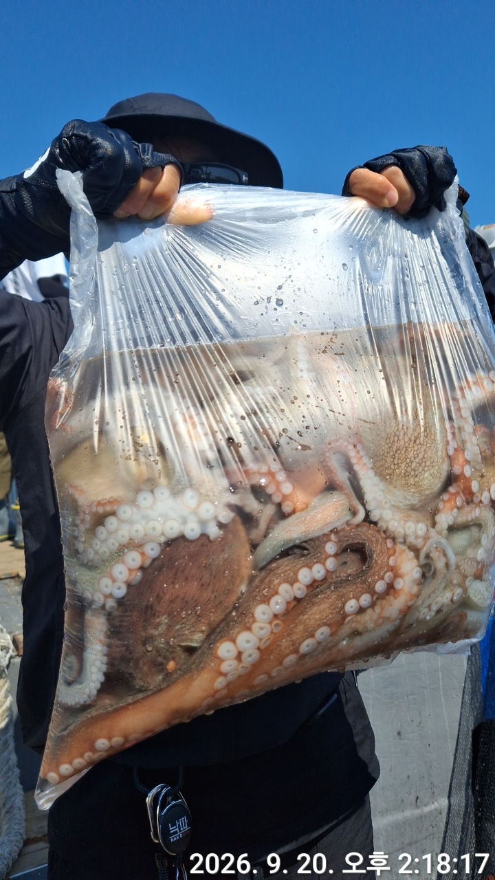 9월 20일 문어 선상낚시 조황 현장 사진 2