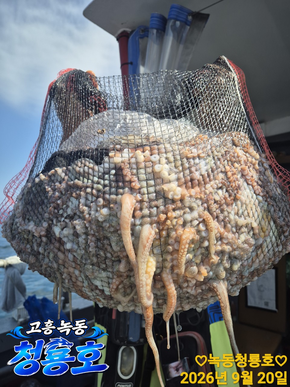 9월 20일 문어 선상낚시 조황 현장 사진 5