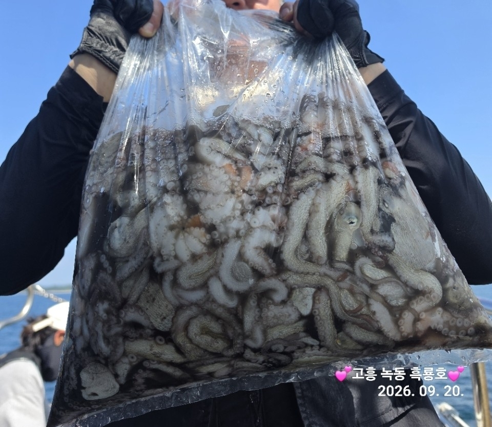 9월 20일 문어 선상낚시 조황 현장 사진 19