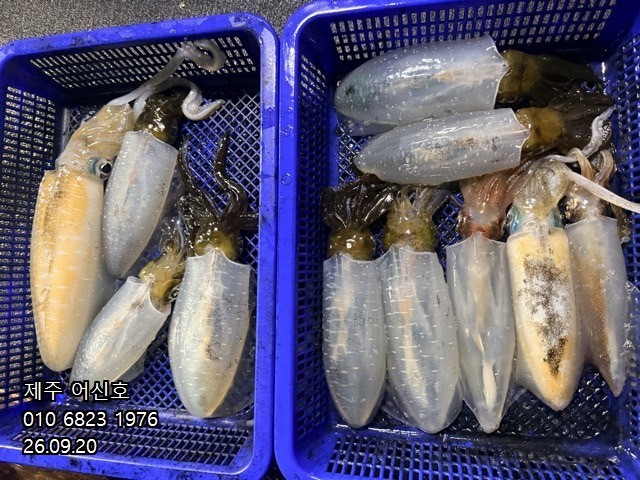 9월 19일 제주 갑오징어 선상낚시 조황 현장 사진 10