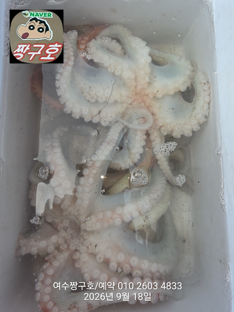 9월 18일 여수 문어 선상낚시 조황 현장 사진 37