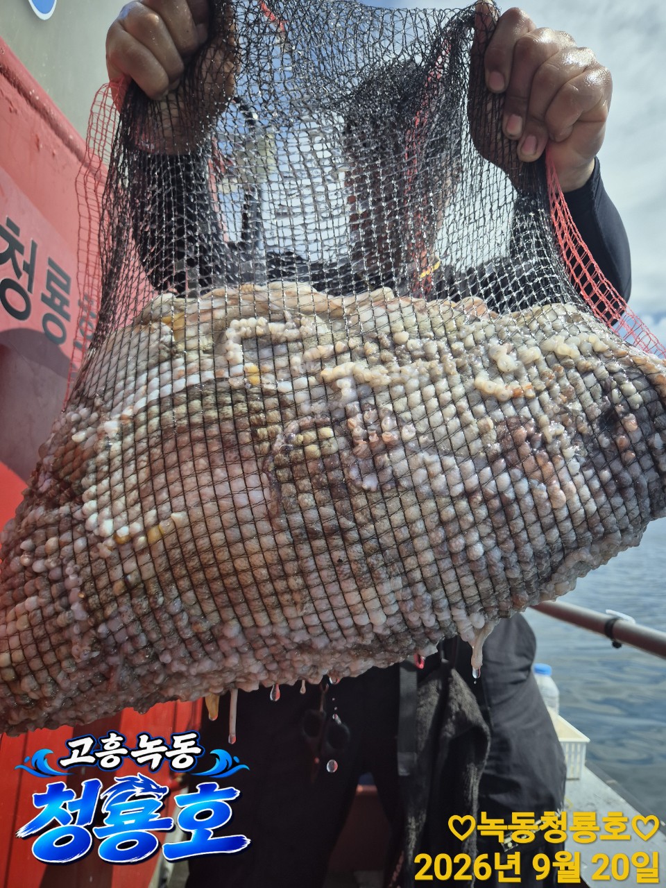 9월 20일 문어 선상낚시 조황 현장 사진 9
