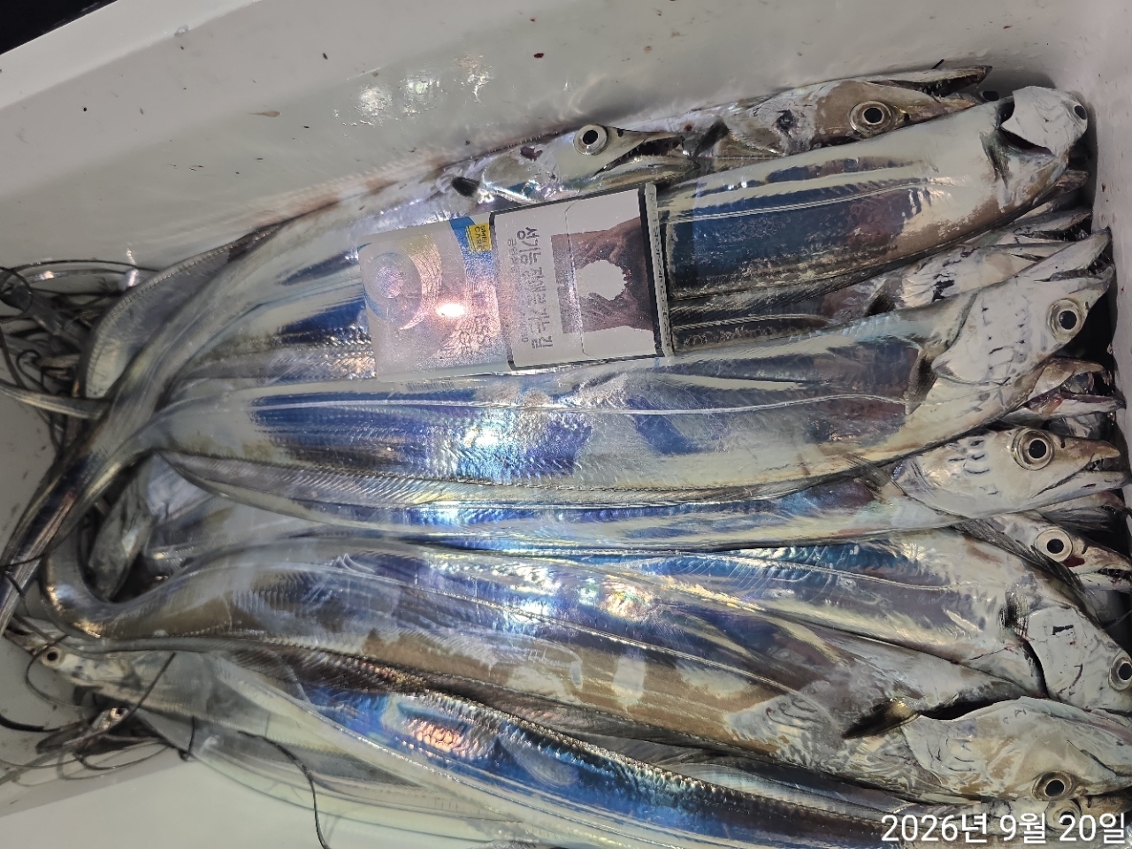 9월 19일 남해 무늬오징어 선상낚시 조황 현장 사진 26