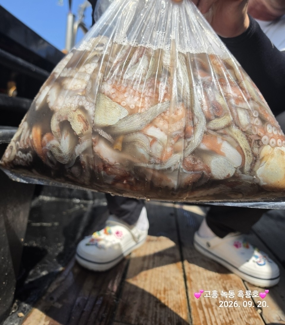 9월 20일 문어 선상낚시 조황 현장 사진 17