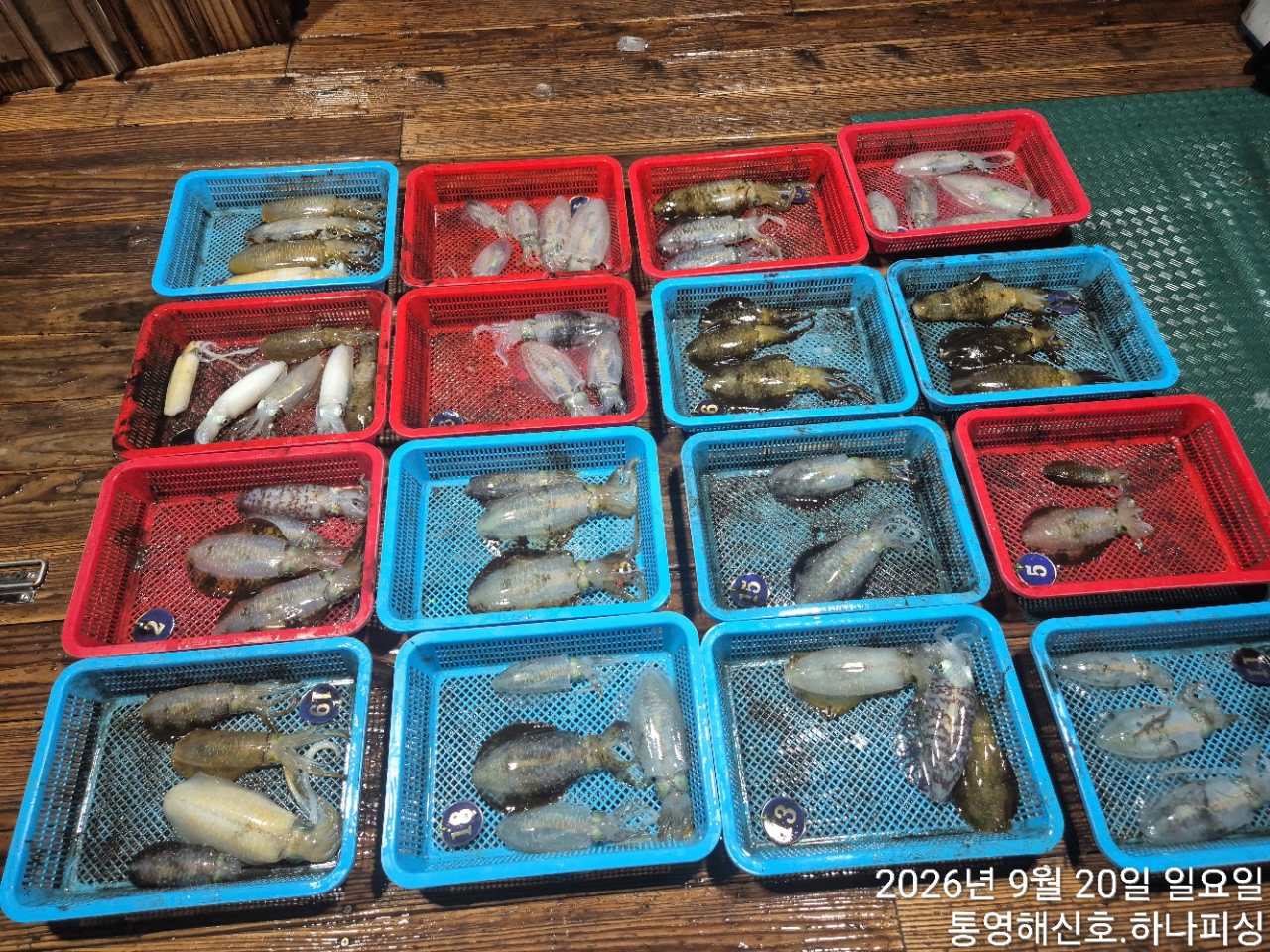9월 20일 무늬오징어 선상낚시 조황 현장 사진 15