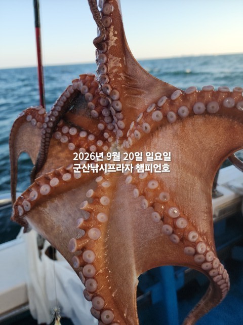 9월 20일 문어 선상낚시 조황 현장 사진 4
