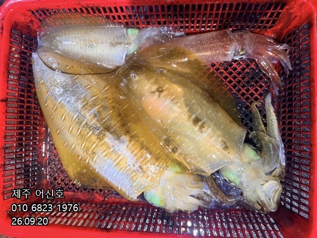 9월 19일 제주 갑오징어 선상낚시 조황 현장 사진 13