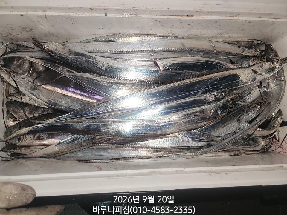 9월 19일 갈치 선상낚시 조황 현장 사진 8
