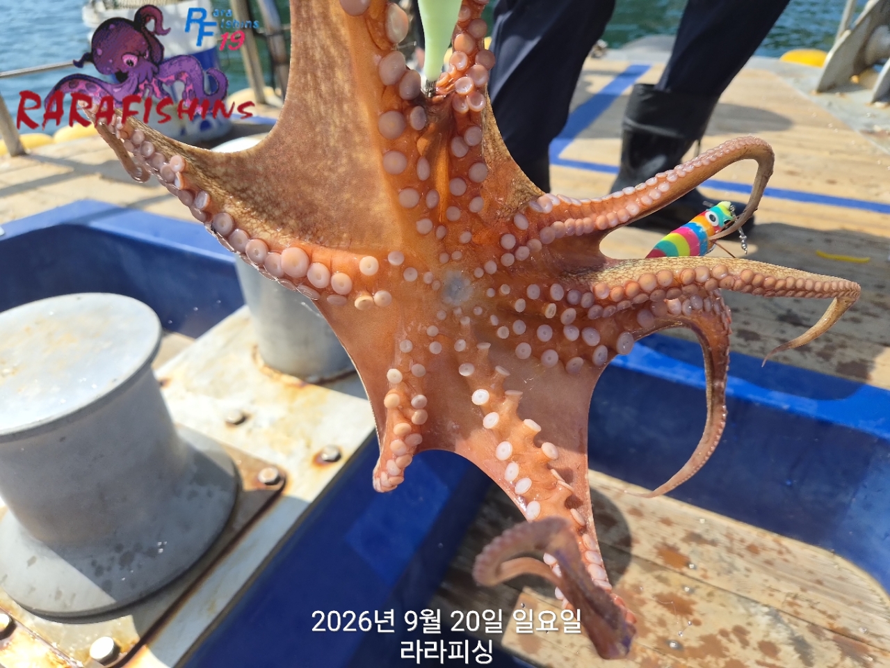 9월 20일 진해 문어 선상낚시 조황 현장 사진 8