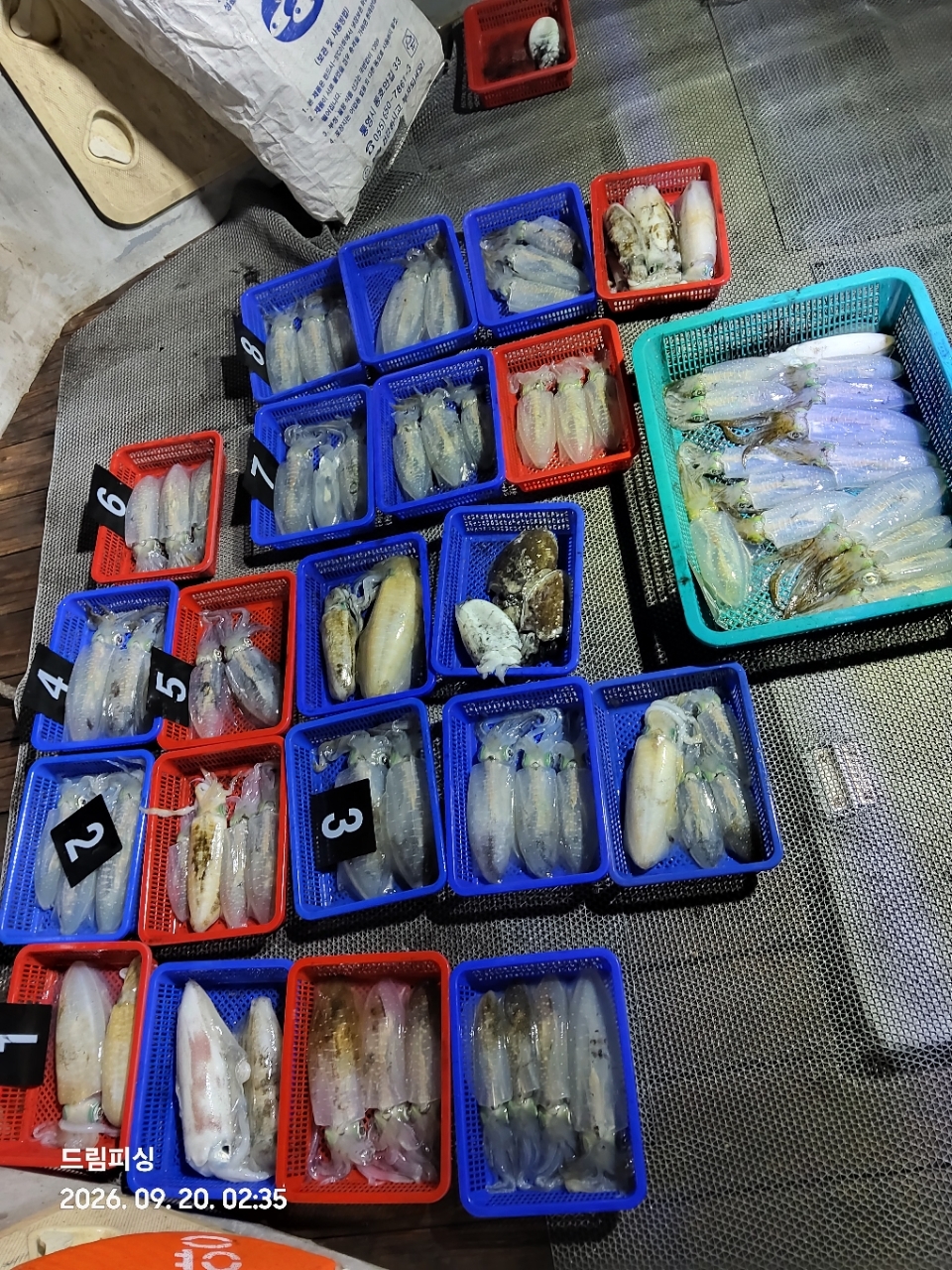 9월 20일 통영 무늬오징어 선상낚시 조황 현장 사진 1