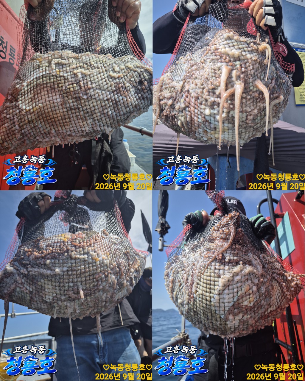 9월 20일 문어 선상낚시 조황 현장 사진 2