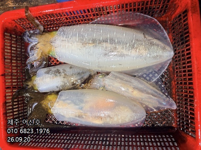 9월 19일 제주 갑오징어 선상낚시 조황 현장 사진 15