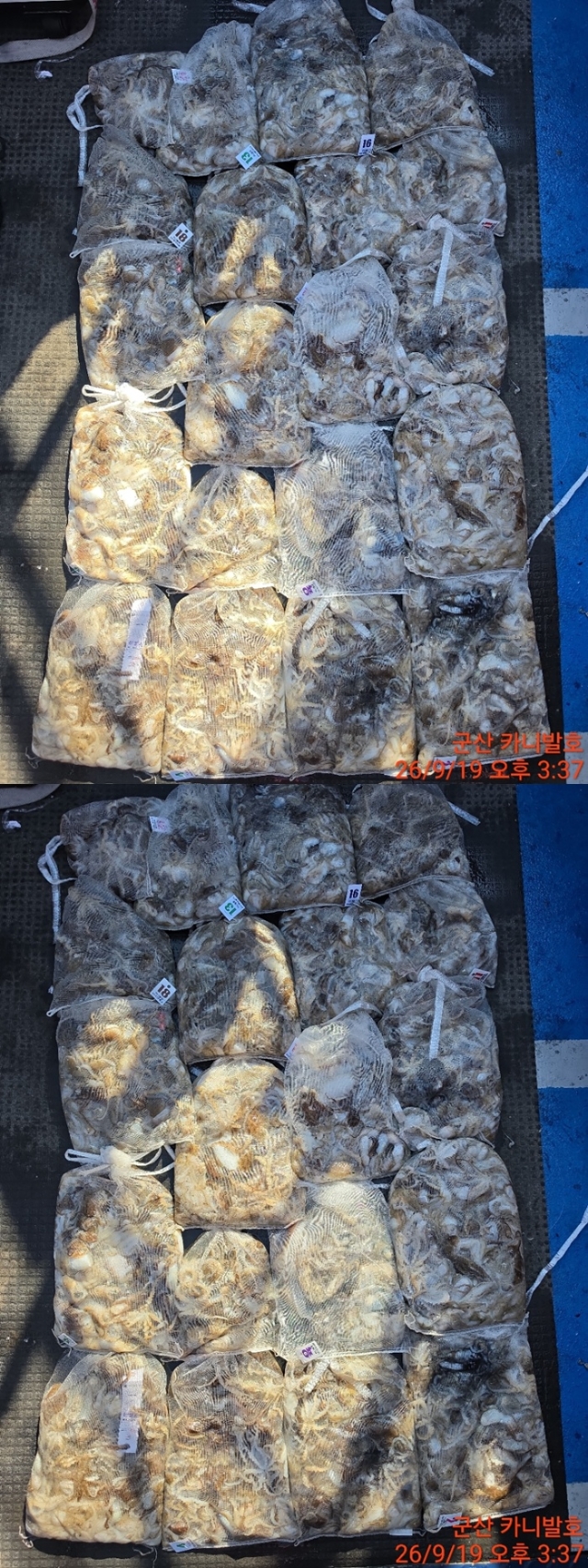 9월 20일 군산 주꾸미 선상낚시 조황 현장 사진 7