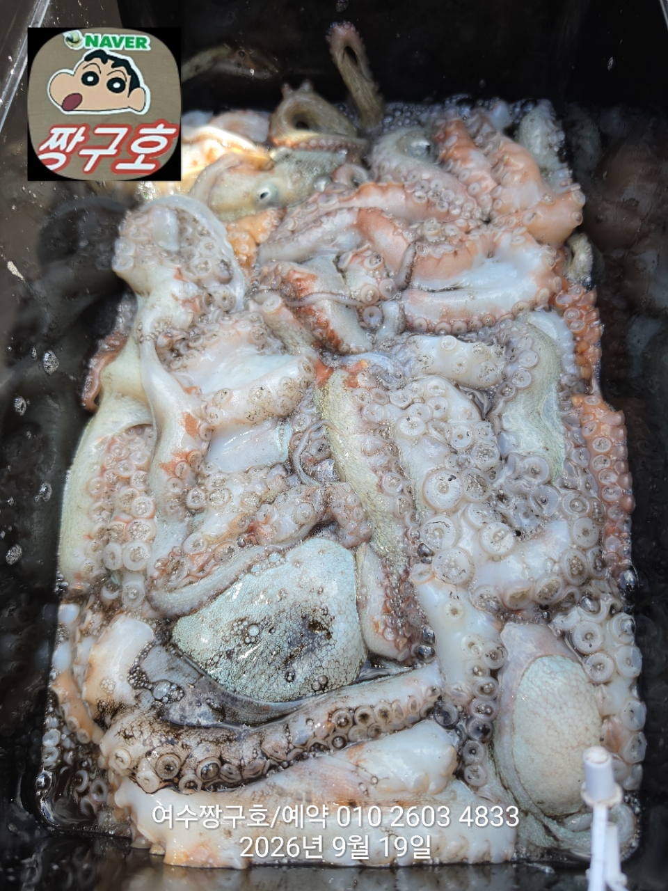 9월 19일 여수 문어 선상낚시 조황 현장 사진 12