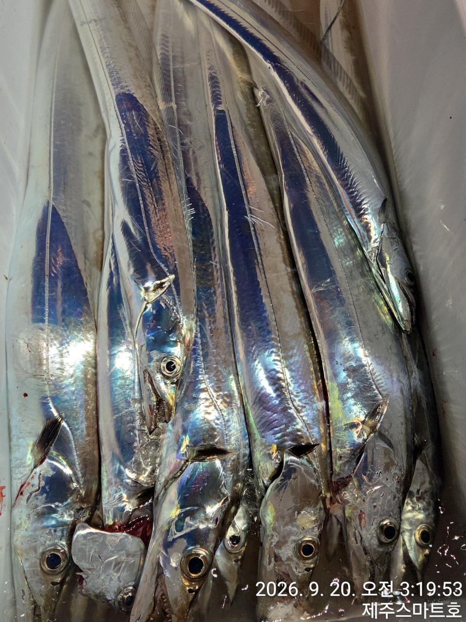 9월 20일 제주 갈치 선상낚시 조황 현장 사진 28