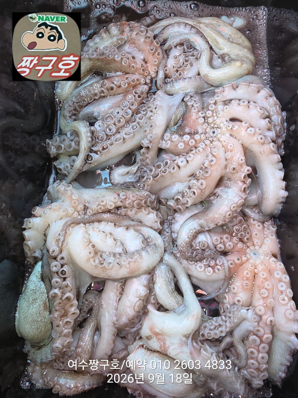 9월 18일 여수 문어 선상낚시 조황 현장 사진 24