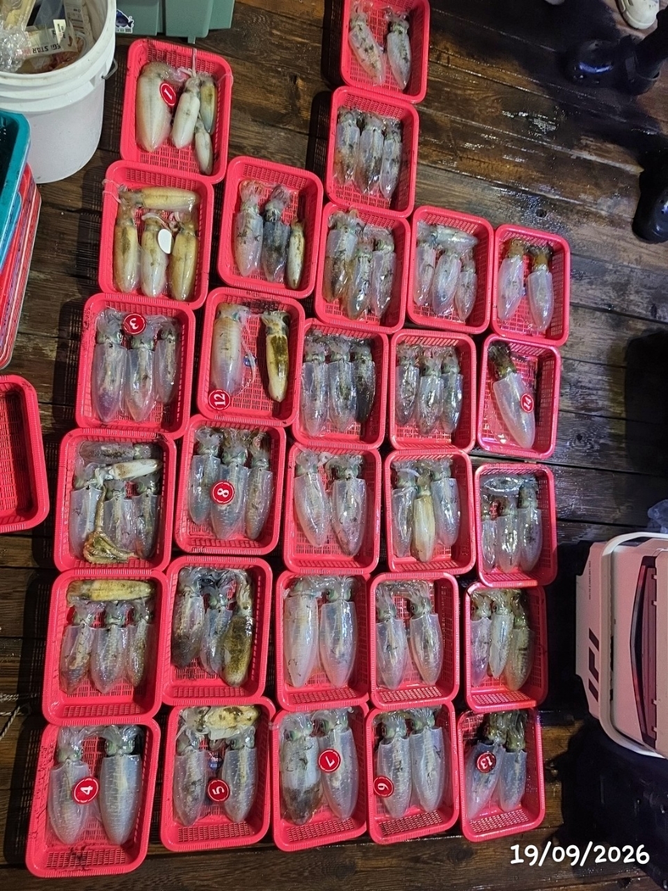 9월 20일 통영 무늬오징어 선상낚시 조황 현장 사진 1