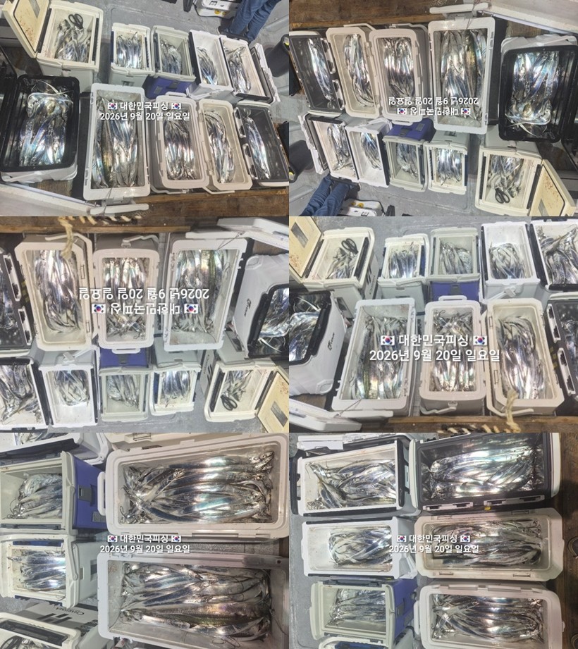 9월 20일 진해 갈치 선상낚시 조황 현장 사진 1