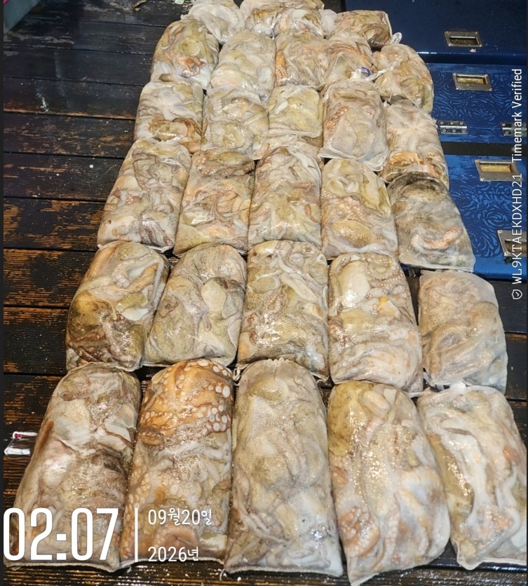 9월 20일 군산 문어 선상낚시 조황 현장 사진 1