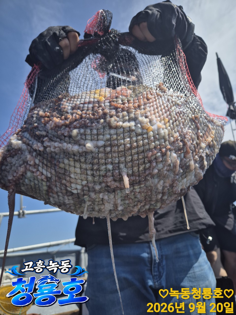 9월 20일 문어 선상낚시 조황 현장 사진 8