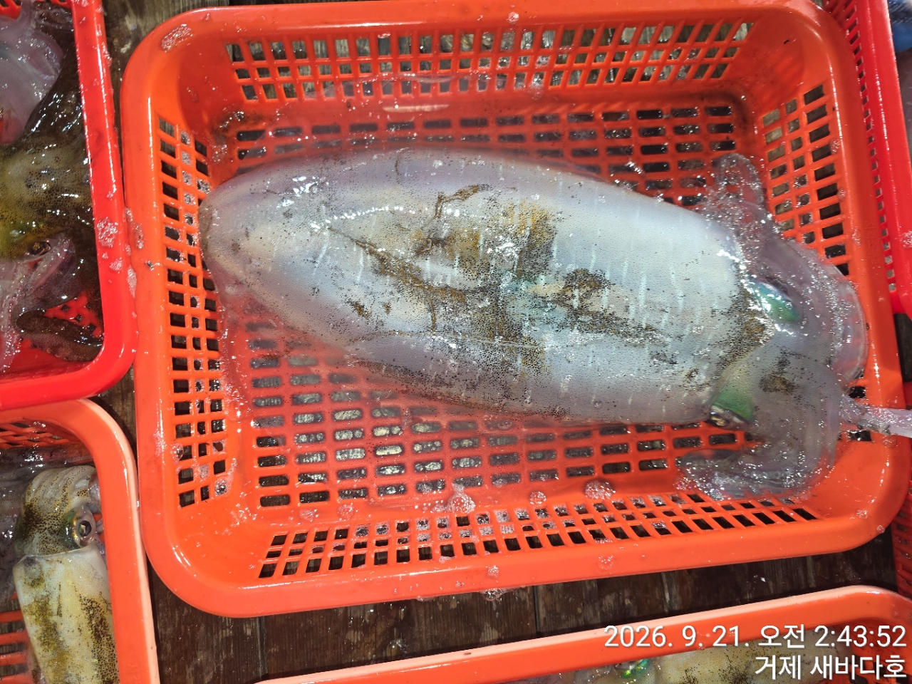 9월 21일 거제 무늬오징어 선상낚시 조황 현장 사진 21