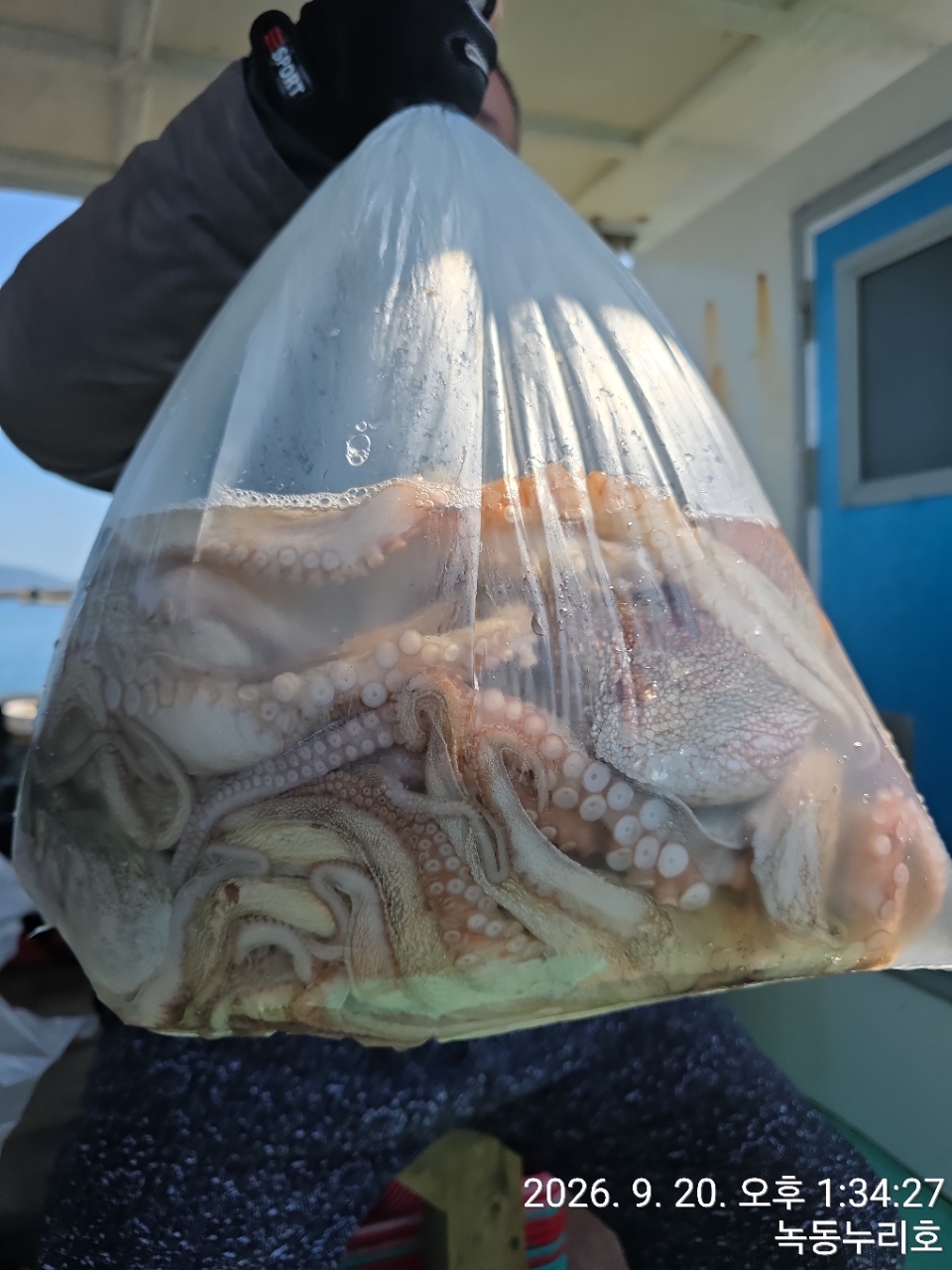 9월 20일 문어 선상낚시 조황 현장 사진 6