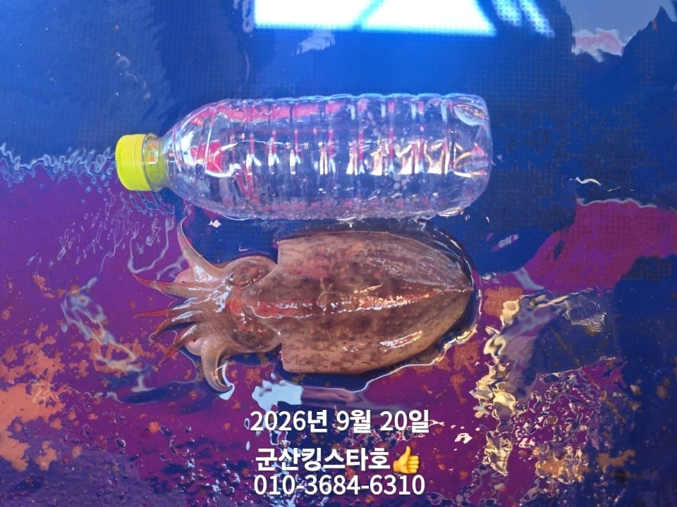 9월 20일 군산 주꾸미 선상낚시 조황 현장 사진 7