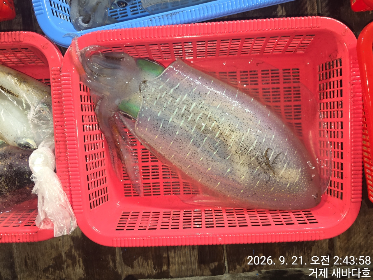 9월 21일 거제 무늬오징어 선상낚시 조황 현장 사진 22