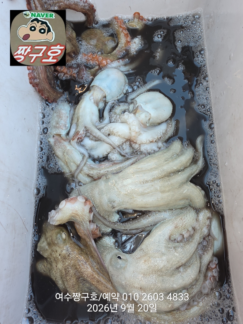 9월 20일 여수 문어 선상낚시 조황 현장 사진 5