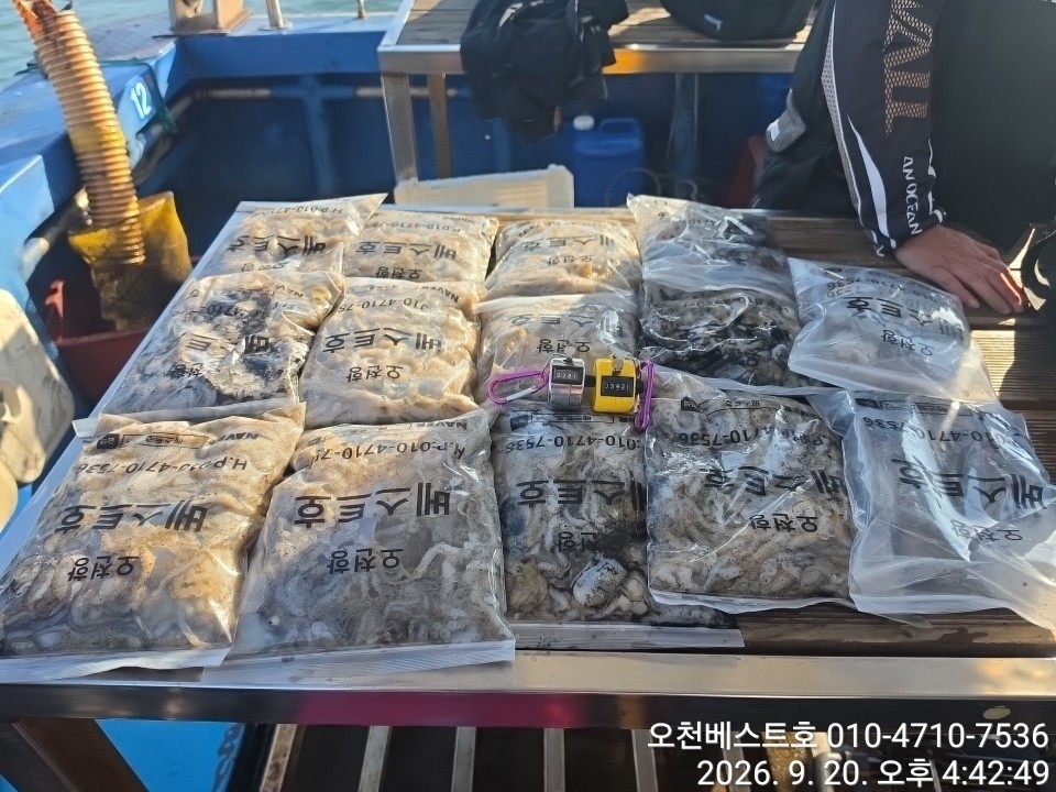 9월 19일 갑오징어 선상낚시 조황 현장 사진 4