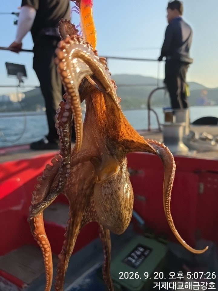 ����ڰ� �ø� �̹���