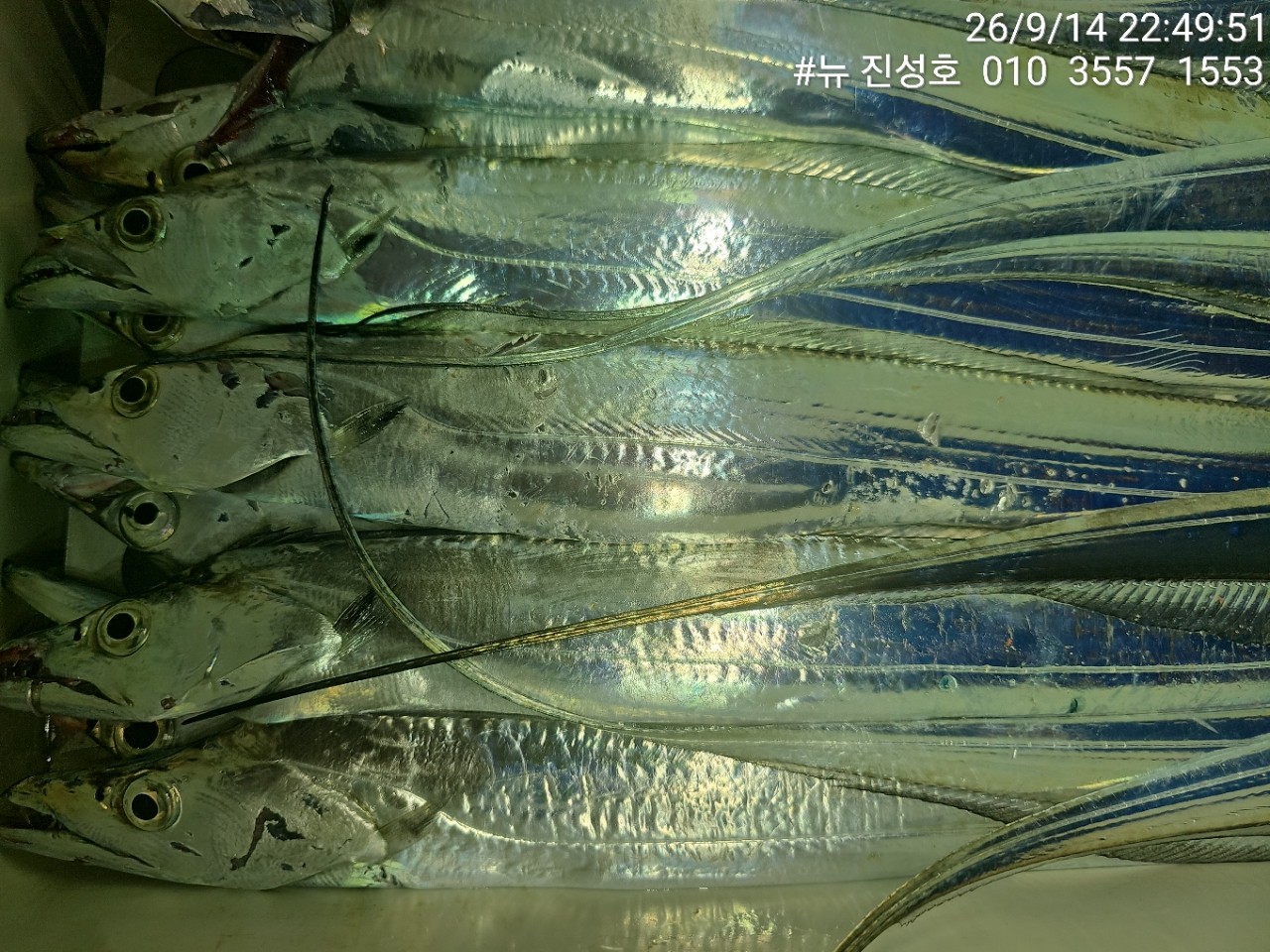 9월 21일 거제 선상낚시 조황 현장 사진 4