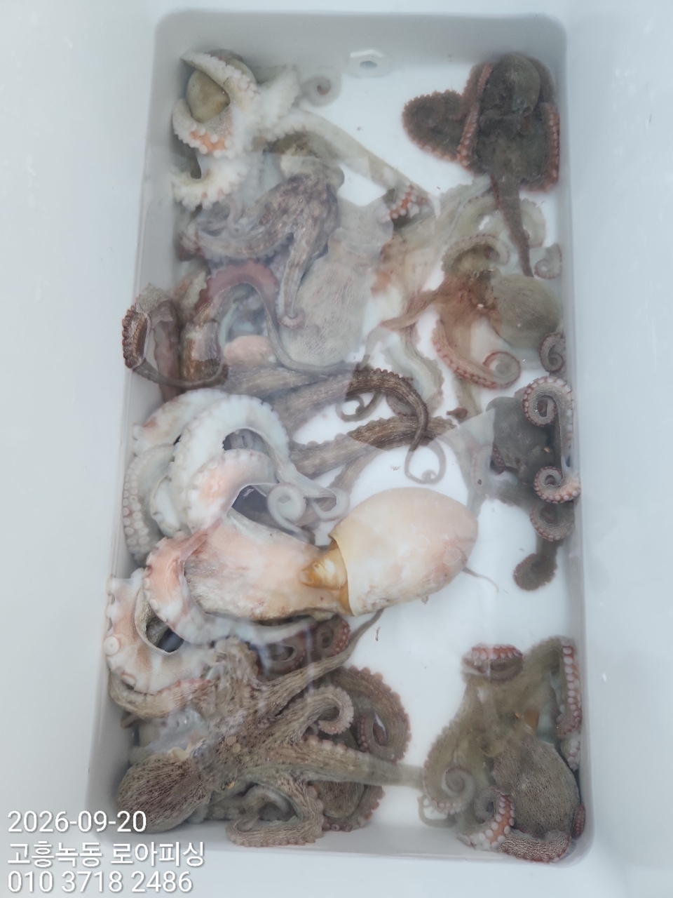 9월 20일 고흥 갑오징어 선상낚시 조황 현장 사진 8