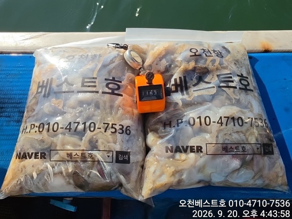 9월 19일 갑오징어 선상낚시 조황 현장 사진 16
