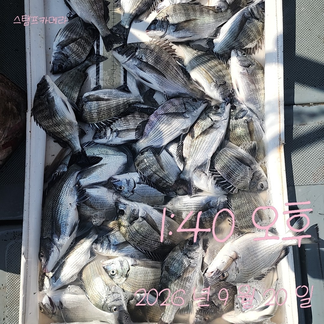 9월 20일 고성 감성돔 선상낚시 조황 현장 사진 2